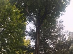 -北京鹫峰国家森林公园