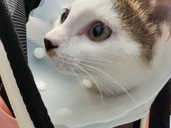 -纳吉亚猫专科动物诊疗中心(蒋宅口分院)