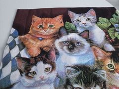 -喵的天空名猫咖啡馆·撸猫·猫舍·用品