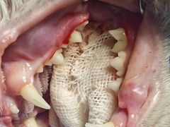 -纳吉亚猫专科动物诊疗中心(蒋宅口分院)
