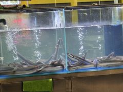 -本炙炭烤·蒲烧活鳗料理店(金沙洲店)