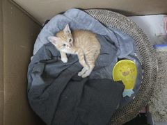 -袖虎宠物·金渐层缅因猫舍(灵芝店)