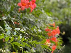 -桃花岛景观公园