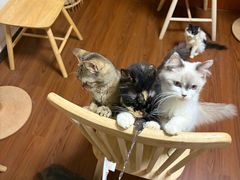 -楼上猫咖(罗湖店)