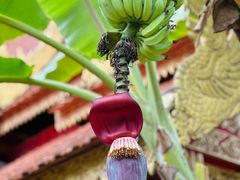 -西双版纳傣族园