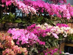 -双季花艺园艺市场(浦东店)