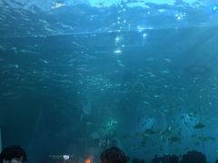 -海棠湾洲际-涛·海底餐厅·美人鱼·自助餐·海底隧道