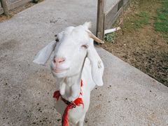 -前小桔亲子创意农场·草莓采摘·露营烧烤