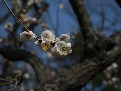-梅花山(明孝陵内)