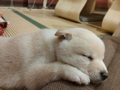 -柴犬小屋·柴餐厅·狗咖食堂(金鼎广场店)