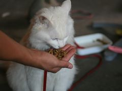 -Babycat私家御饼屋(龙头路一店)