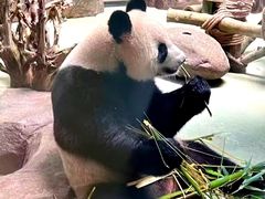 -都江堰中华大熊猫苑
