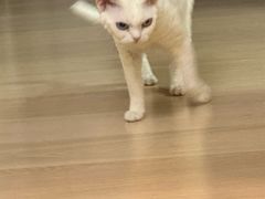 -宠爱国际动物医院·消化内科·心肾内科·ISFM猫友好(望京店)