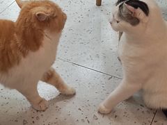 -喵园·猫主题咖啡厅·撸猫·猫咖(国贸店)