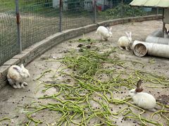 -嘉北郊野公园