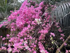 -呀路古热带植物园