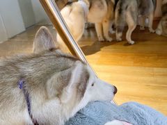 -Husky Go! 哈士奇体验馆·宠物咖啡厅狗咖