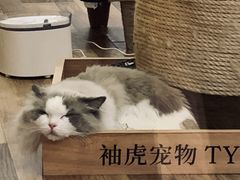 -袖虎·猫馆(体育西路店)