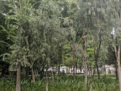 -同德公园