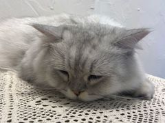 -猫友咖啡店(玉林西路店)