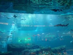 -迪拜水族馆及水下动物园