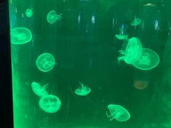 -苏州海洋馆