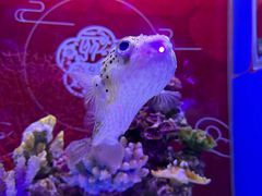 -上海海昌海洋公园