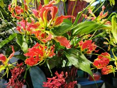 -双季花艺园艺市场(浦东店)