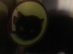 -御宝贝·A梦猫科宠物医院(国际猫友好医院)