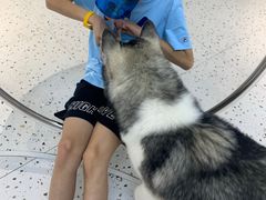 -Husky Go!哈士奇体验馆·宠物咖啡厅狗咖
