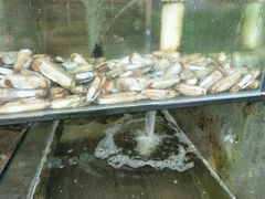 -四海鲜渔家菜(黄金海岸店)