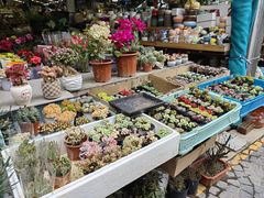 -曲阳花鸟市场(曲阳路店)
