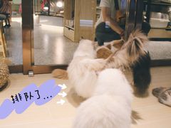 -momokira米努特·德文卷毛猫·棉花面纱犬