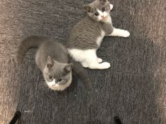 -芭比堂宠物医院·全科爱猫医院·仁德分院