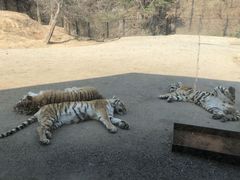 -大连森林动物园