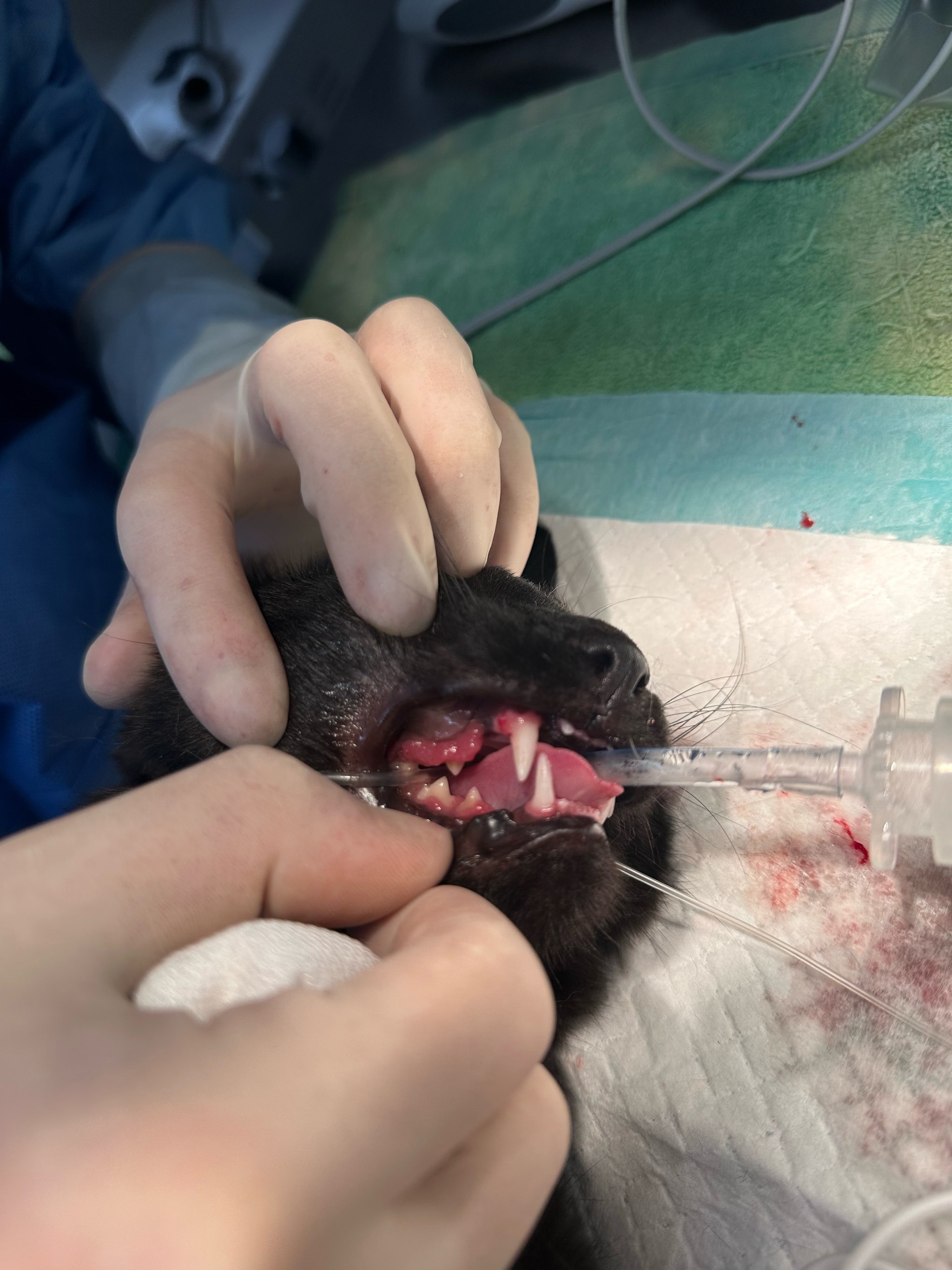 猫青年性牙龈炎(牙龈增生切除)