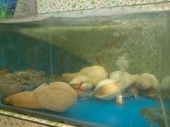 android_upload_pic-御唐府海珊瑚主题餐厅