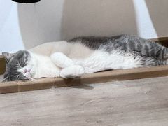 -柴迷FANS CLUB·柴犬狗咖·猫咖