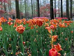 -东平国家森林公园