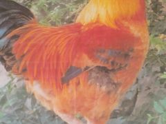 公鸡-东北老铁锅炖鱼