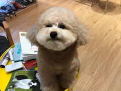 -Pets First伊珊娜洗护·精致美容·家庭式寄养(新会路店)