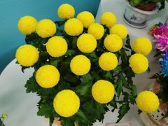 -三人行骨头王火锅(长寿店)