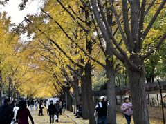 -三里屯东五街银杏大道