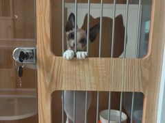 -山宅一喵德文卷毛猫舍