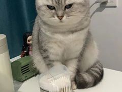 -关爱宠物医院·猫科中心·消化科(滨湖万达分院)