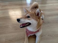 -柴犬小屋·柴餐厅·狗咖食堂(金鼎广场店)