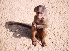 -杭州野生动物世界