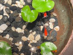 -曲水兰亭(北京四惠店)