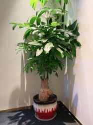 -苑苑vbeauty科技美容SPA