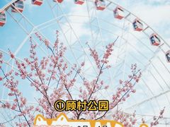 -顾村公园